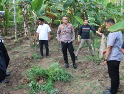 Polisi Amankan Ratusan Batang Tanaman Ganja di Kebun Warga