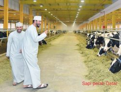 Apa Target  Jangka Panjang Dinas Peternakan Aceh?