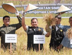 Pj Bupati Aceh Besar Panen Perdana MT Gadu Tahun 2023