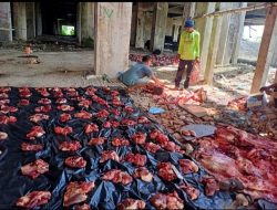 Pemkab Pidie Sedia Daging Meugang Ramadhan Untuk Fakir Miskin