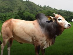 Populasi Sapi Aceh Dikabarkan Mulai Menurun Sejak Tahun Lalu?