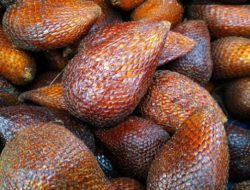 Salak Dapat Menurunkan Kolesterol