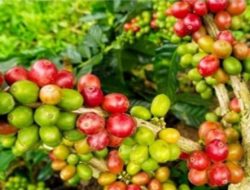 Brasil Produsen Kopi Terbesar di Dunia.