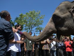 Tinjau Lokasi Konservasi Gajah di Aceh Tengah, Mualem Komitmen Atasi Konflik Manusia-Satwa Liar