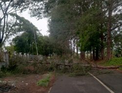 Cemara di Bantaran Sungai Aceh Mulai Patah