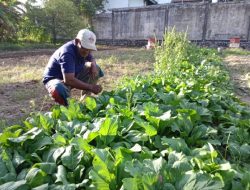 Bang Adi Petani Sayuran Siap Dukung Ketahanan Pangan