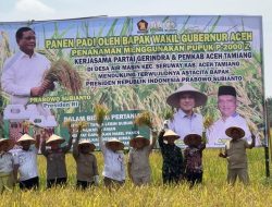 Panen Raya di Seruway: Petani Aceh Tamiang Dapat Dukungan Langsung Wakil Gubernur Aceh