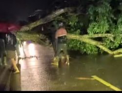 Angin Kencang dan Hujan Deras, Pohon Tumbang di Simpang Cibrek Aceh Utara