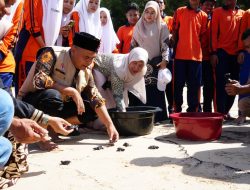 Dari Sekolah untuk Laut; Langkah Kecil Siswa SMA 1 Lhoknga Lepas 79 Tukik Penyu Aceh