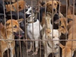 DPRK minta Pemko Banda Aceh tertibkan anjing liar yang mulai resahkan warga