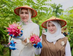 Kak Na: Buah Naga Sabang Meucrop Barang