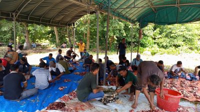 Gampong Keunaloi Kurban 7 Sapi Rayakan Idul Adha 1447 H